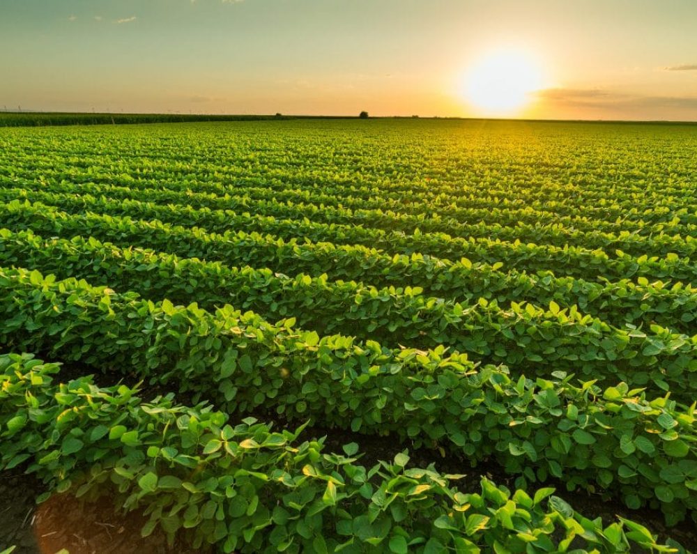 agricultura zuncho sareyco